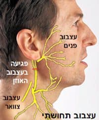 facesensoryinnervation-1